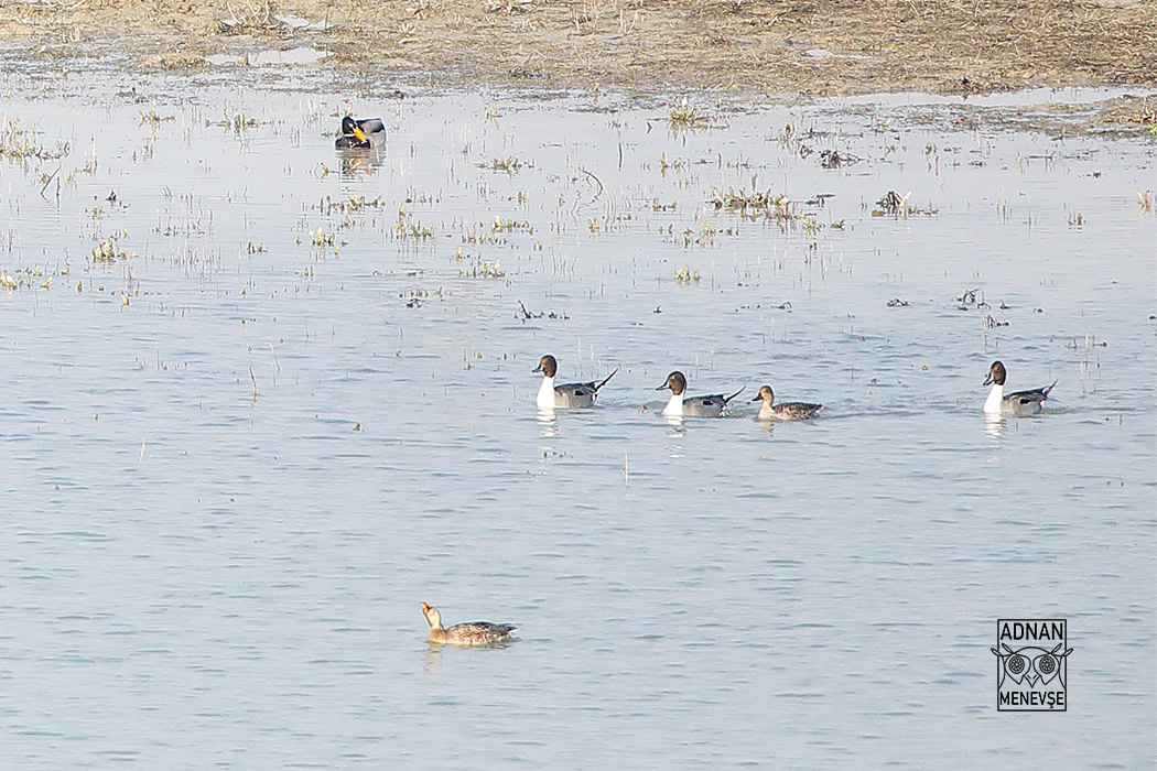 Northern Pintail